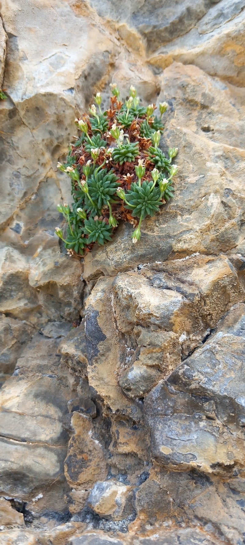 Androsace cylindrica subsp. cylindrica photo 3