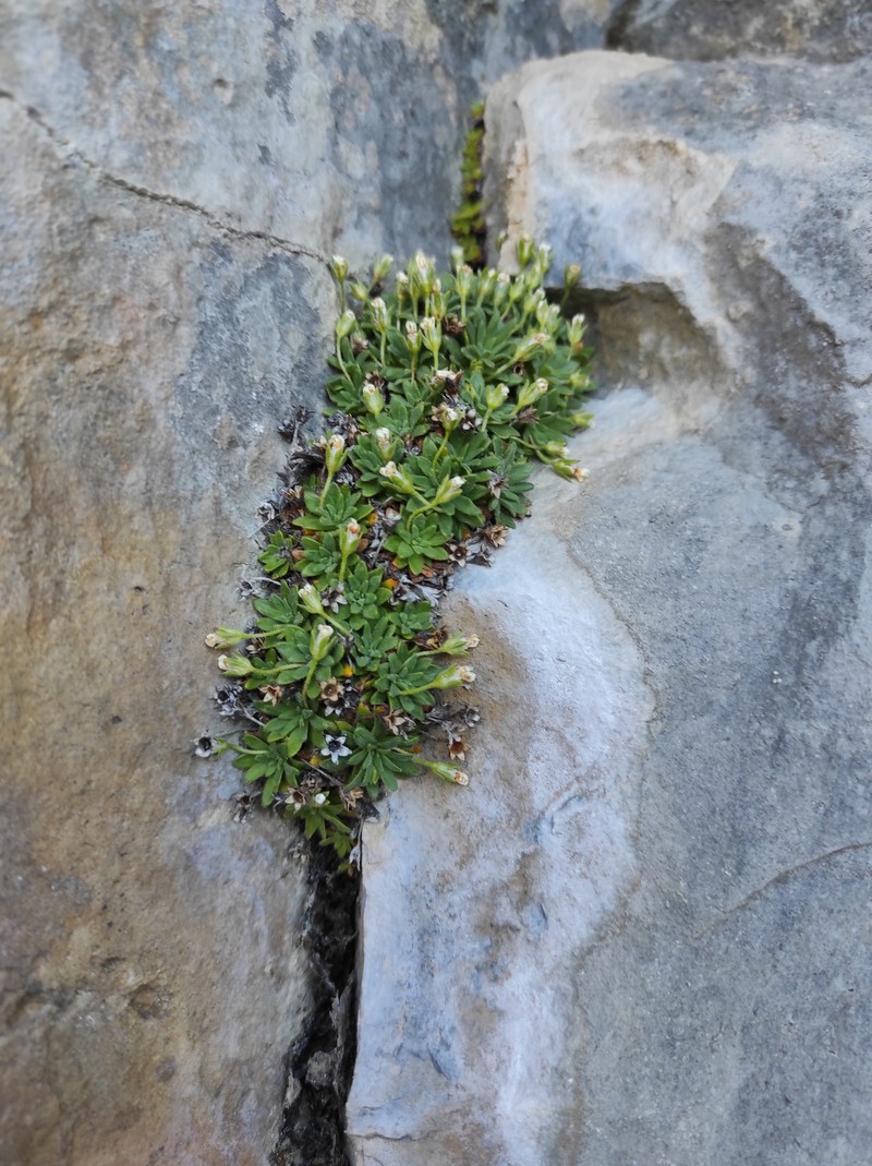 Androsace cylindrica subsp. cylindrica photo 4