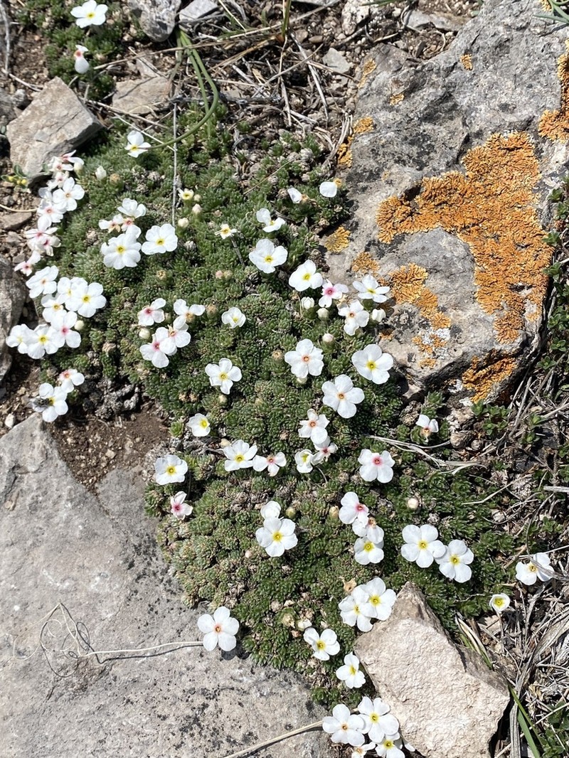 Androsace dasyphylla