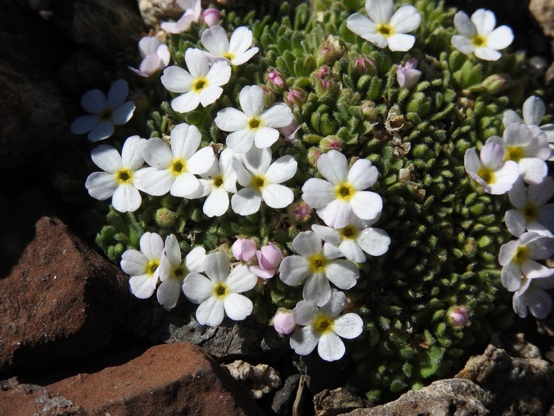Androsace delphinensis photo 2