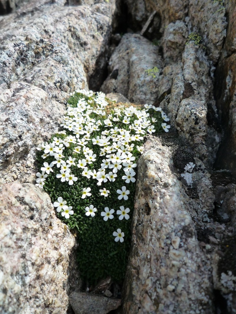 Androsace delphinensis photo 3