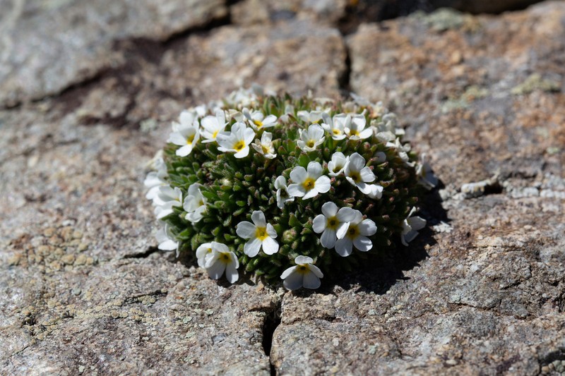 Androsace delphinensis photo 4