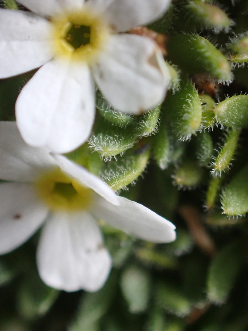 Androsace delphinensis photo 5