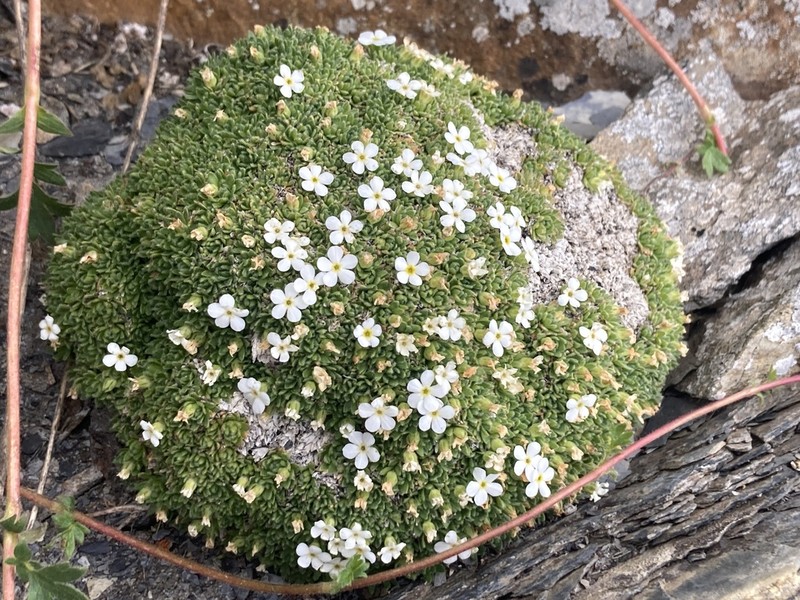 Androsace delphinensis photo 6