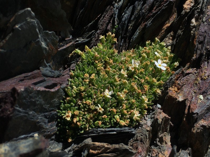 Androsace delphinensis photo 7