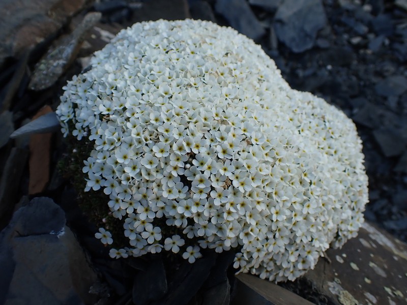 Androsace delphinensis photo 8