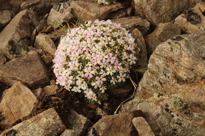 Androsace delphinensis