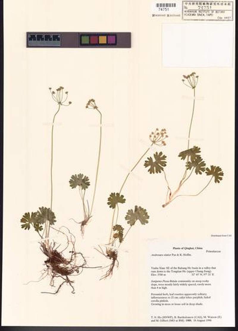 Androsace elatior