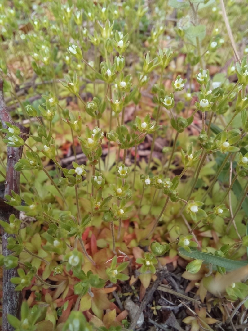 California Rockjasmine