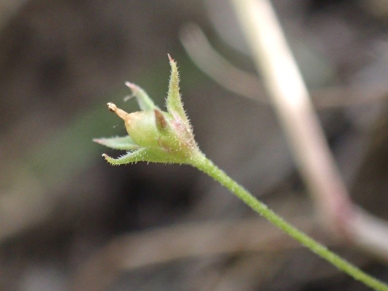 Androsace elongata subsp. acuta photo 2