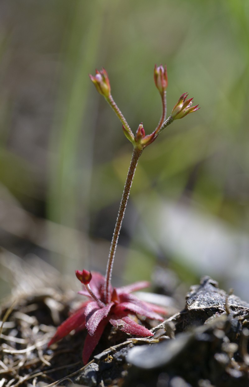 Androsace elongata subsp. acuta photo 3