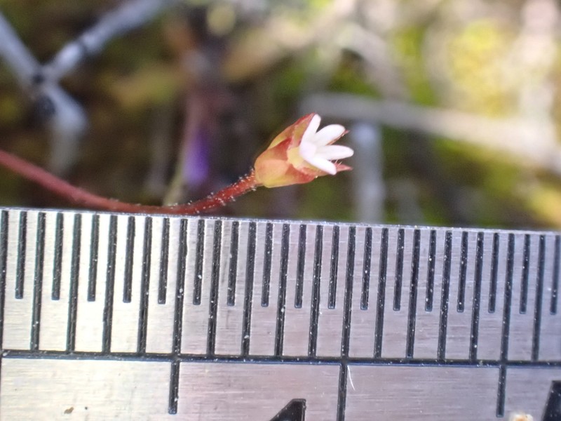 Androsace elongata subsp. acuta photo 4