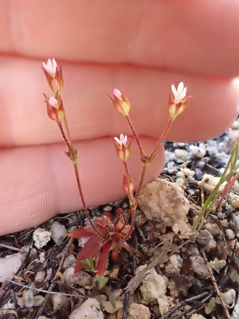 Androsace elongata subsp. acuta photo 5