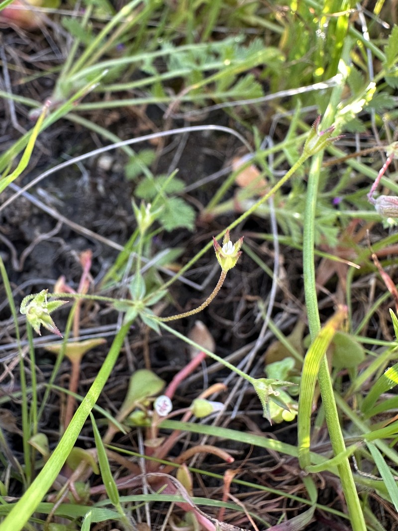 Androsace elongata subsp. acuta photo 6