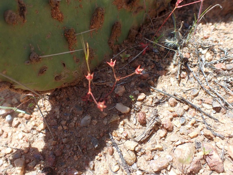 Androsace elongata subsp. acuta photo 7