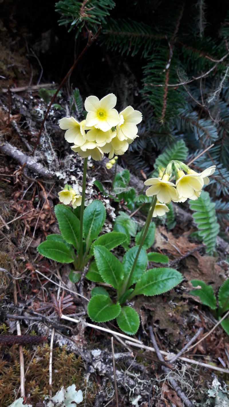 Androsace elongata subsp. elongata