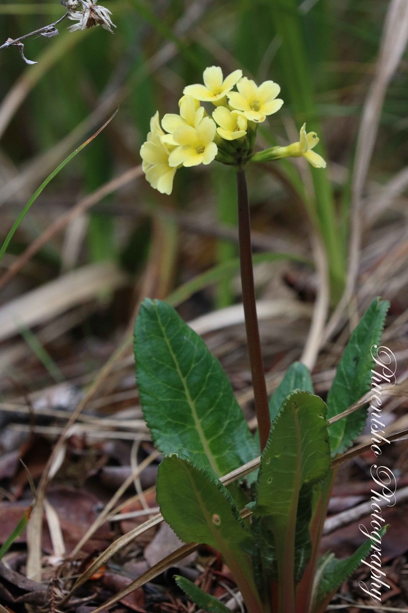 Androsace elongata subsp. elongata photo 2