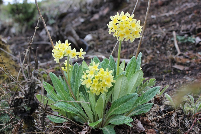 Androsace elongata subsp. elongata photo 3