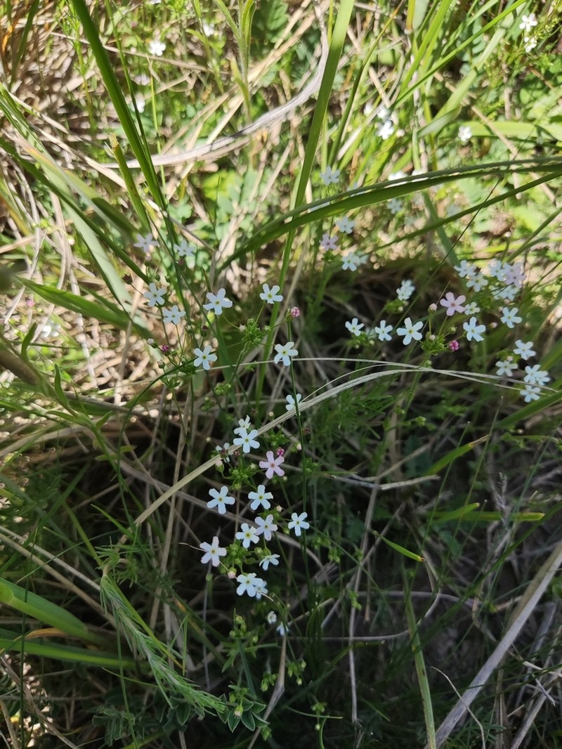 Androsace erecta
