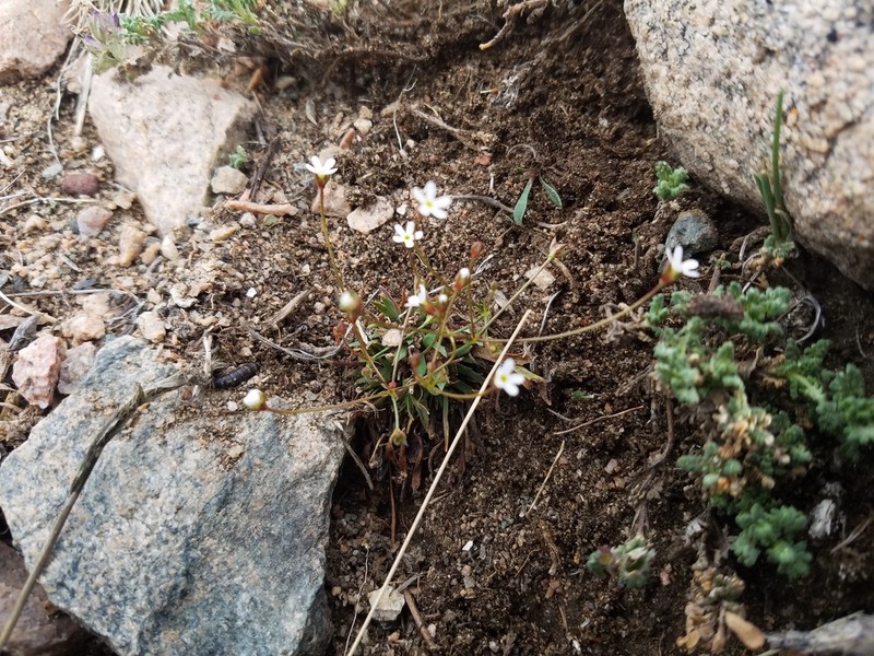 Androsace fedtschenkoi