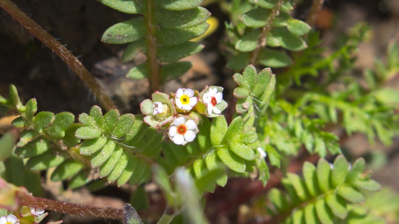 Androsace filicula photo 3