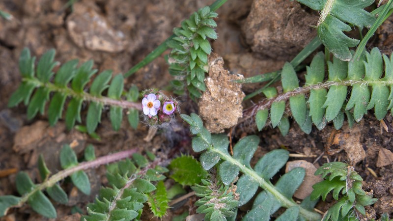 Androsace filicula photo 4
