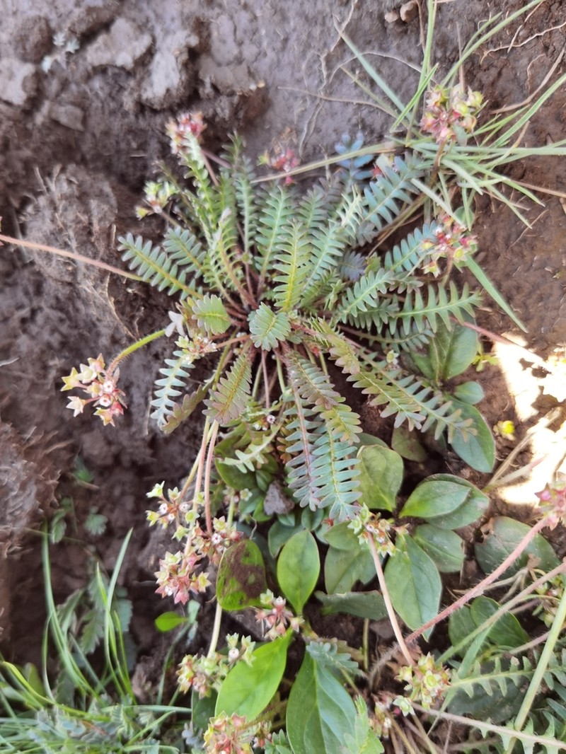 Androsace filicula photo 5