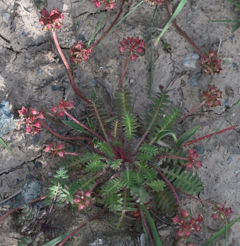 Androsace filicula photo 6