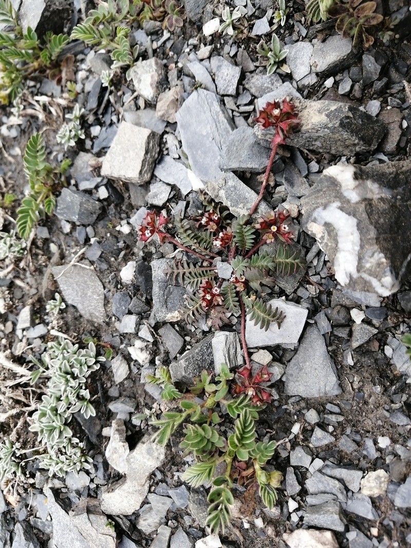 Androsace filicula photo 7