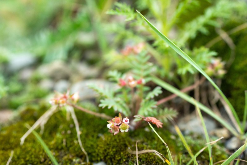 Androsace filicula photo 8