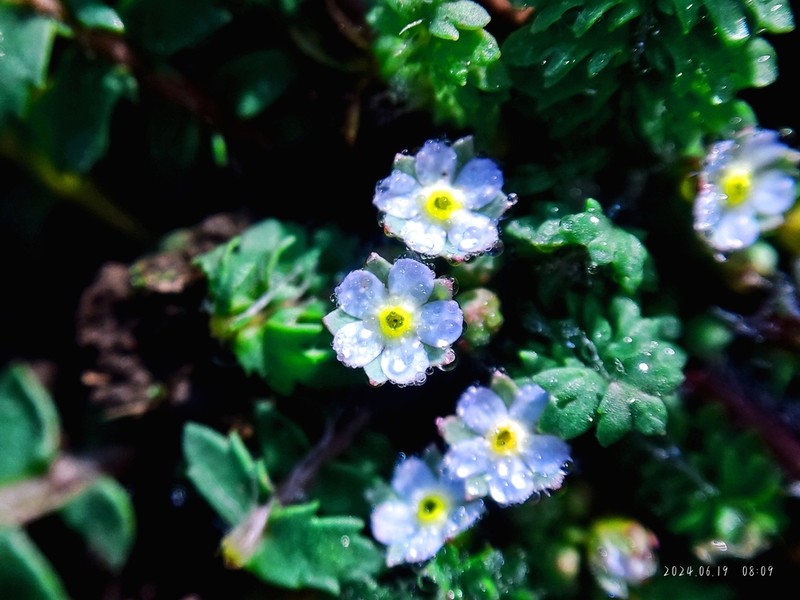 Androsace filicula