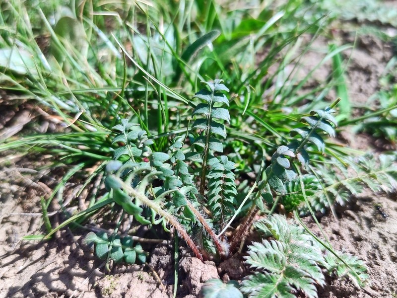 Androsace filicula photo 2