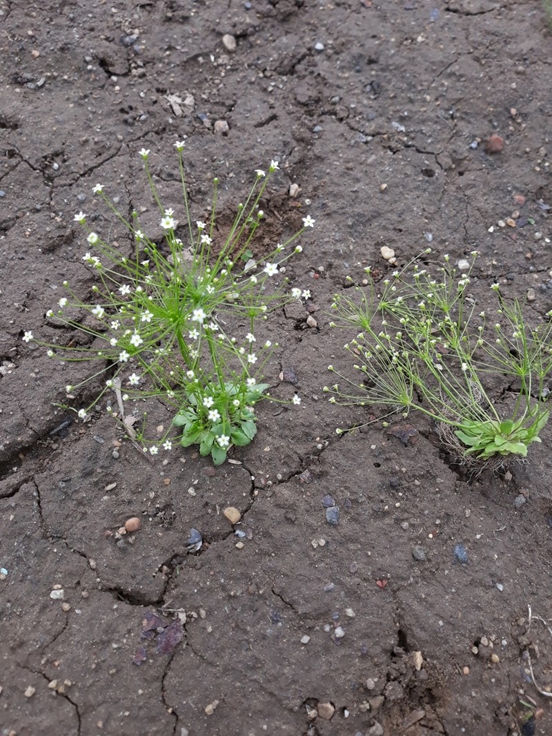 Filiform Rockjasmine photo 2