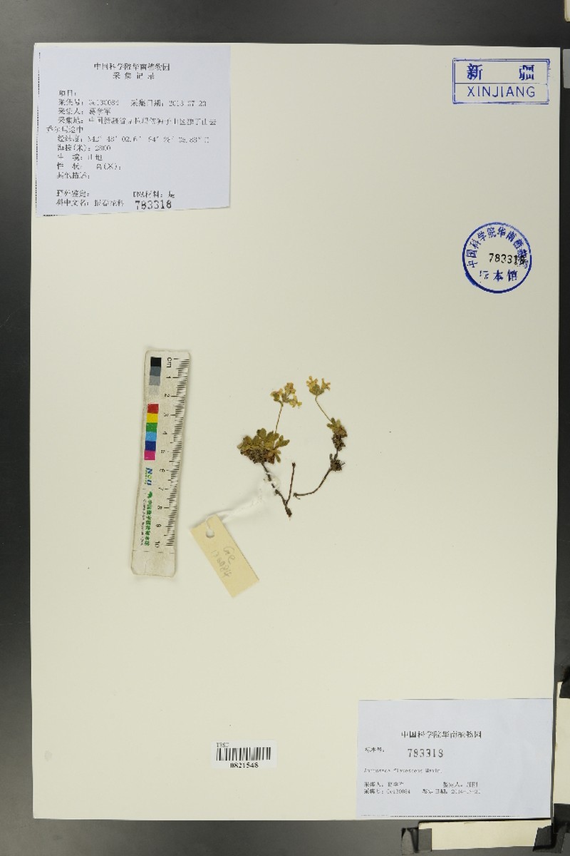 Androsace flavescens