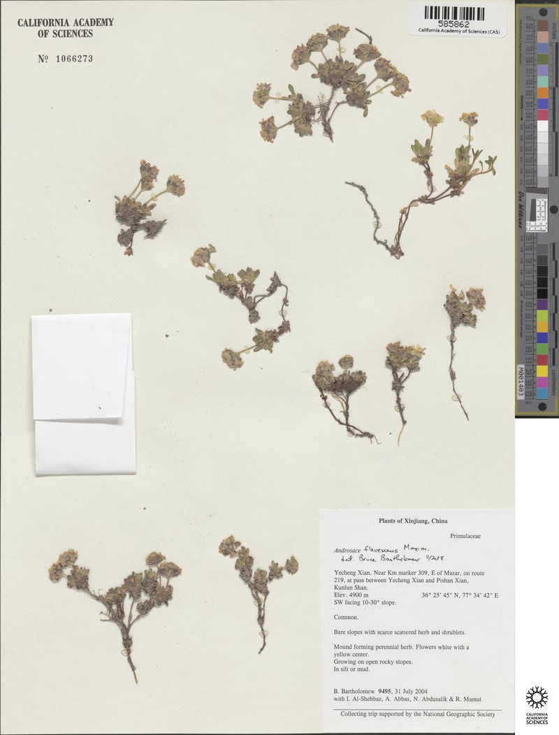 Androsace flavescens photo 2
