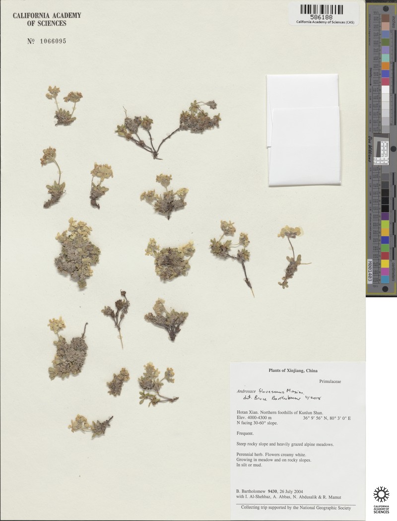 Androsace flavescens photo 3