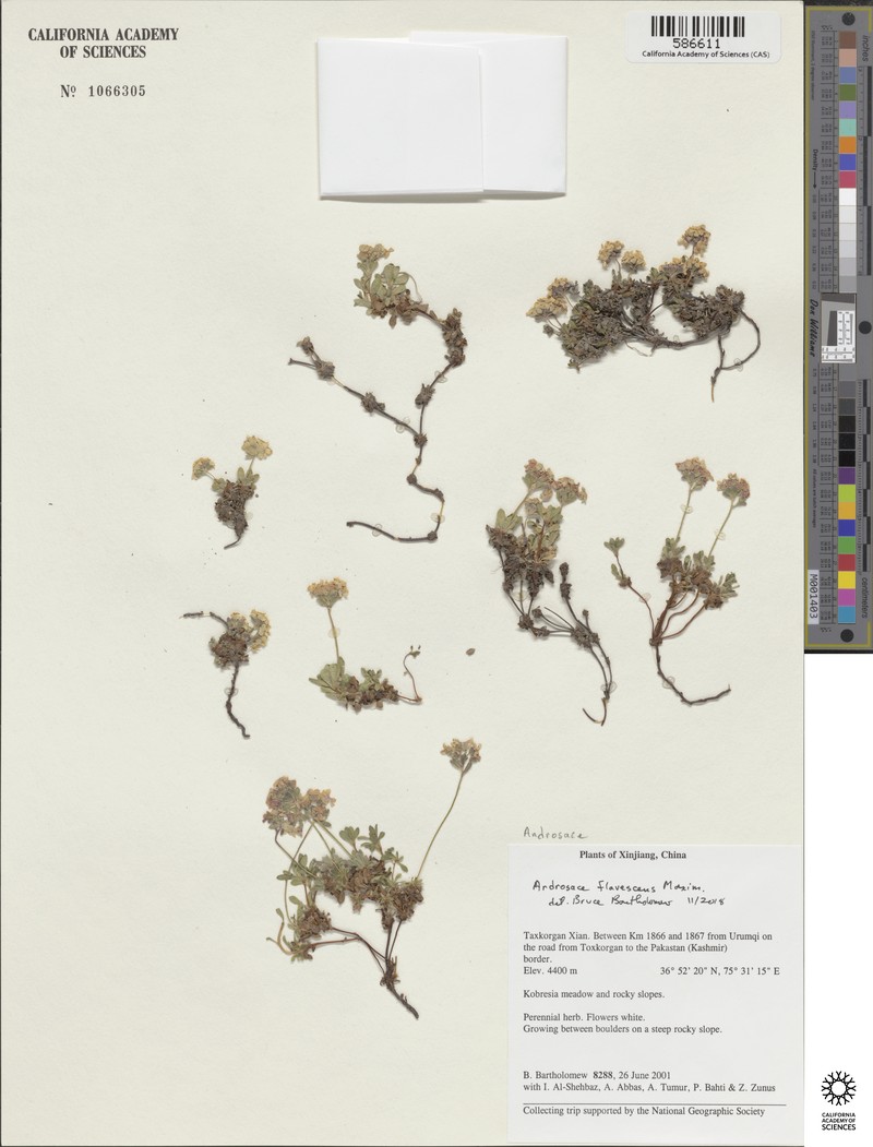 Androsace flavescens photo 4