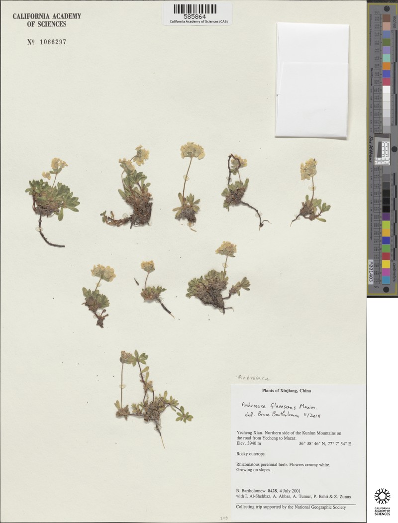 Androsace flavescens photo 5