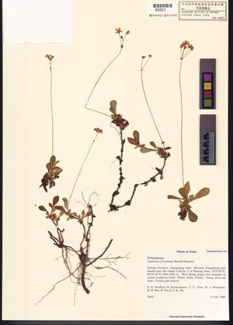 Androsace forrestiana