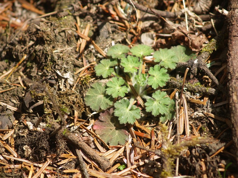 Androsace geraniifolia