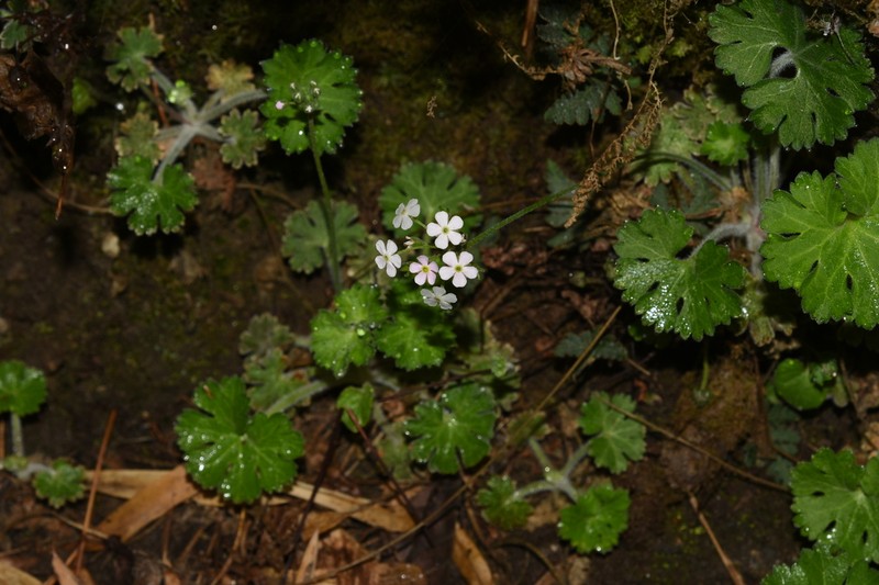 Androsace geraniifolia photo 2