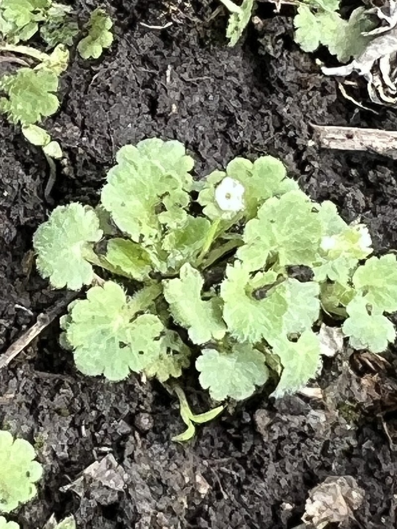 Androsace gmelinii
