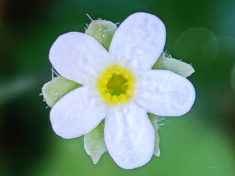 Androsace gmelinii photo 2