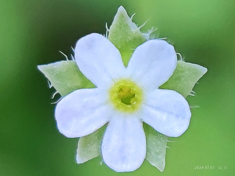 Androsace gmelinii photo 3