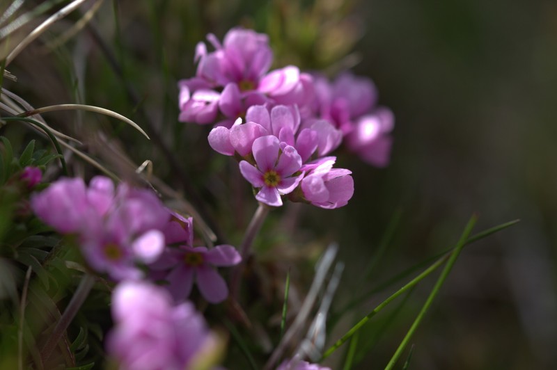 Androsace halleri subsp. halleri