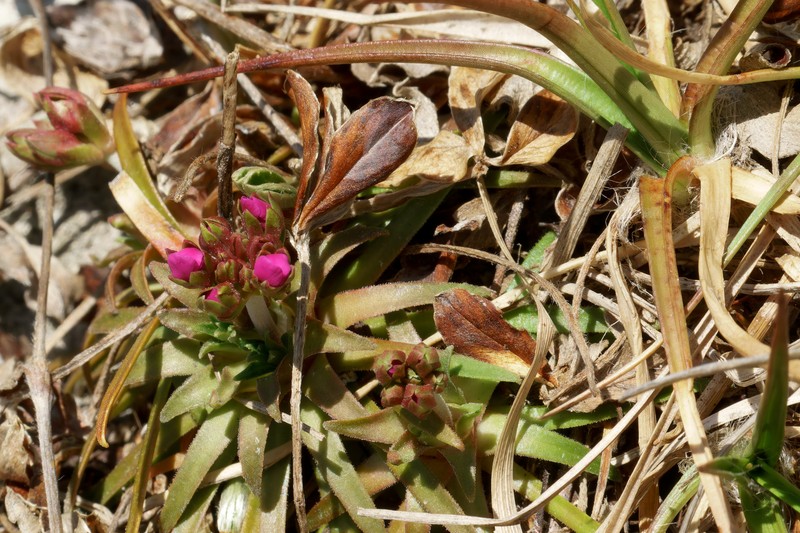 Androsace halleri subsp. halleri photo 2