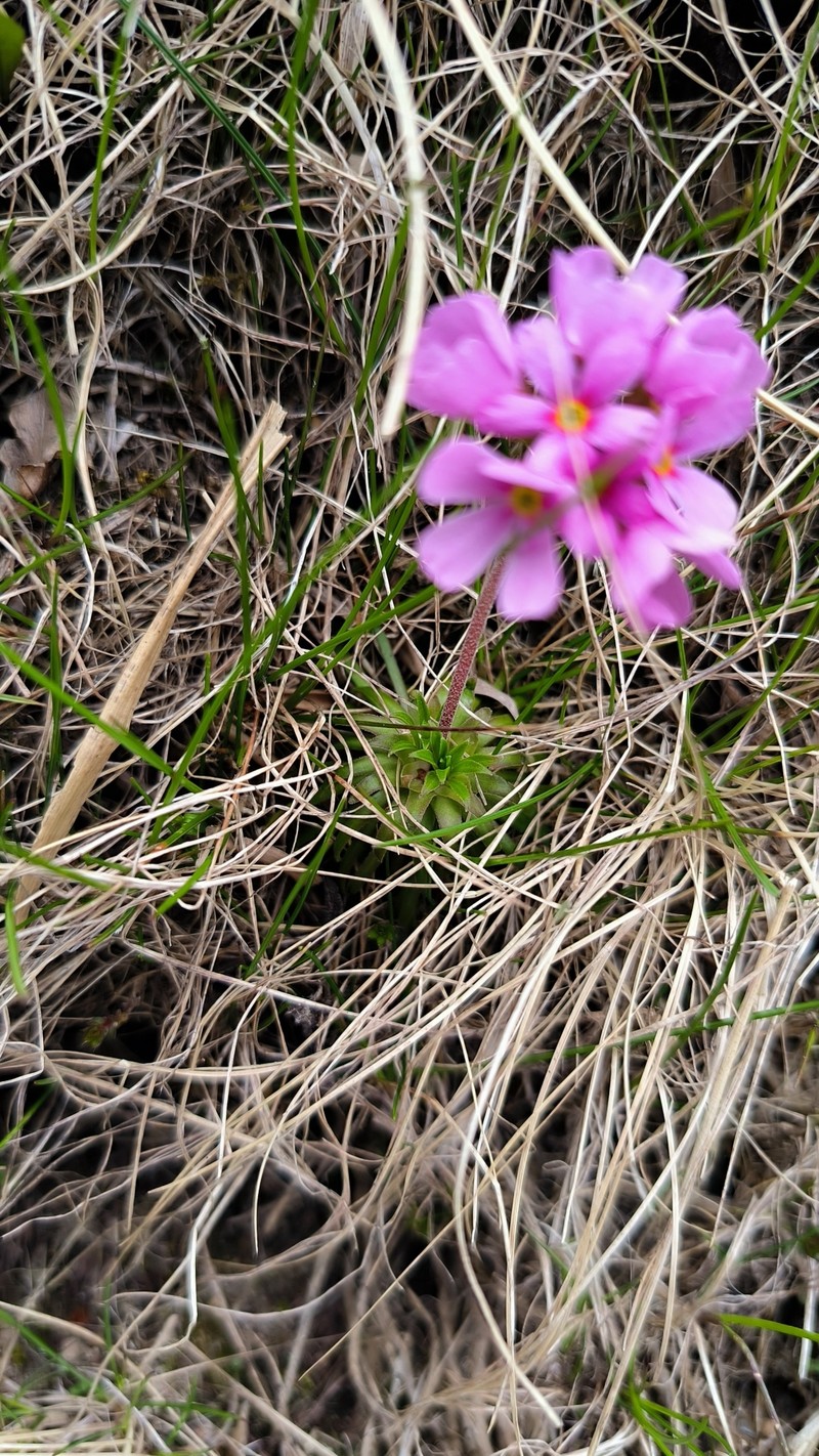 Androsace halleri subsp. halleri photo 3