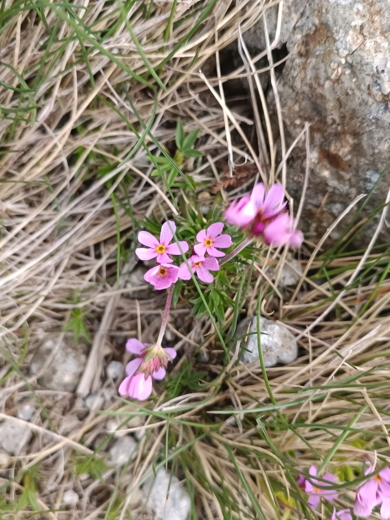 Androsace halleri subsp. halleri photo 4