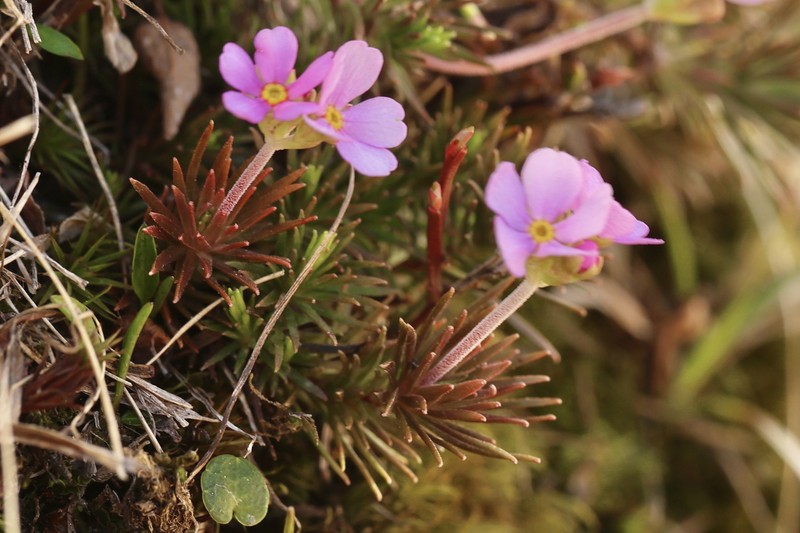 Androsace halleri subsp. nuria