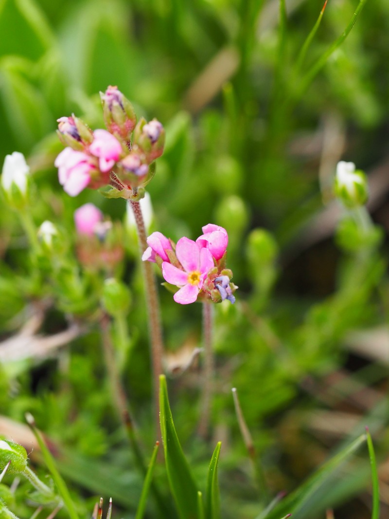 Androsace halleri subsp. nuria photo 2